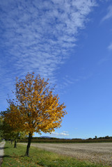 An autumnal tree in late October in the north east Italian region of Friuli Venezia Giulia. A havested cornfield can be seen on the right.
