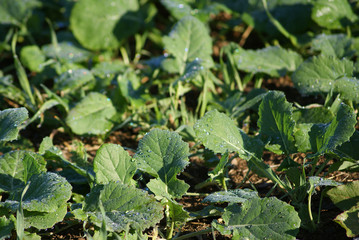 Tautropfen auf Blättern