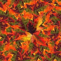 seamless background pattern texture made of maple leaves