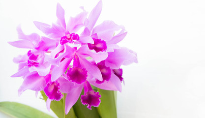Fototapeta na wymiar Purple orchids flower on white background and copy space