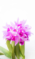 Purple orchids flower on white background and copy space