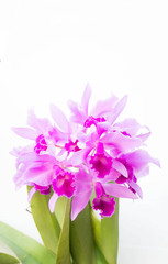 Purple orchids flower on white background and copy space