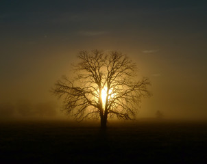 Tree at sunrise on a foggy morning in the country or rural area of Eastern Oklahoma, bare branches