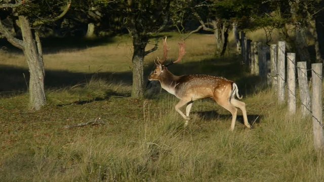 Fallow deer in the wild escape 