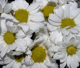 Obraz premium bouquet de marguerites