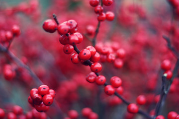 Brunch with red buckthorn berries.