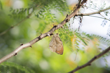 Papillon perché