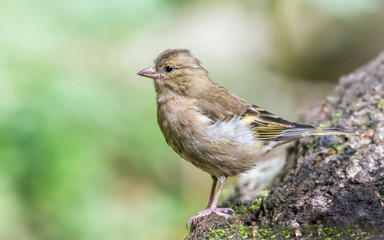 Finch