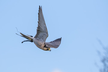 Peregrine Swoop