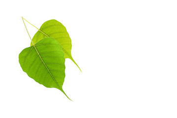 Green leaf on white background.