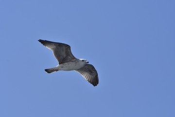 Singel seagull against blue sky, picture from Brac island in Croatia.