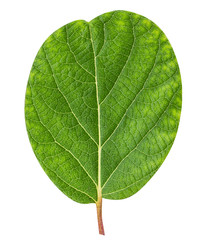 Obraz premium Kiwi leaf isolated on white background