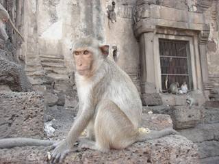 Sad monkey