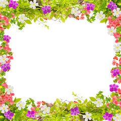 Beautiful green leaves frame with flower on white background