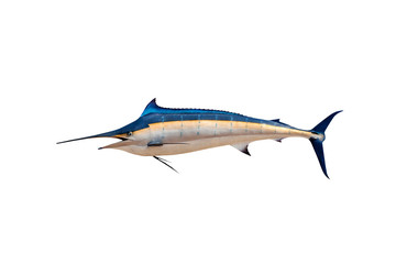 Marlin - Swordfish,Sailfish saltwater fish (Istiophorus) isolate