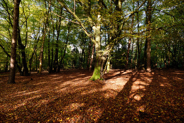 Herbstwald