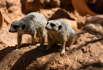 Fototapeta premium Surykatka stoi na straży (Suricata suricatta)
