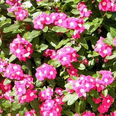 Naklejka premium Or Yehuda Phlox flowers 2010