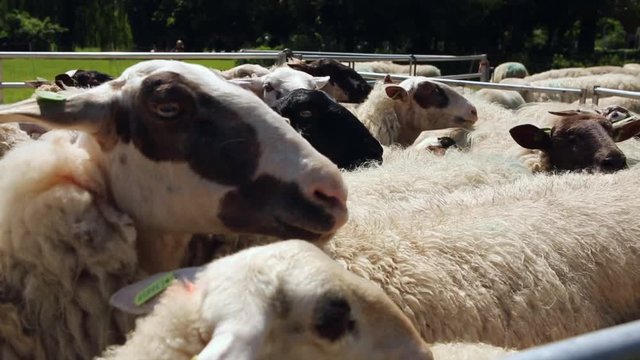 Sheep bleating