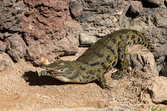 a dangerous Crocodile in Oasis Park on Fuerteventura , Canary Island