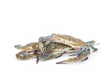 Blue crab isolated on white background.