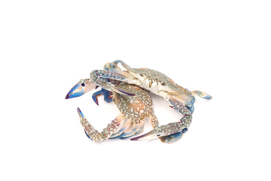 Blue crab isolated on white background.