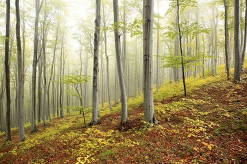 Autumn beech forest in the fog