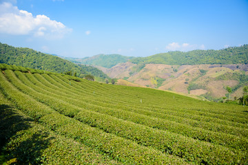 Fototapeta na wymiar Tea plantation in the nortern of Thailand