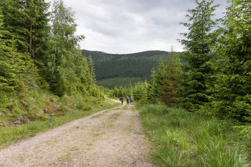 Fototapeta na wymiar Footpath in the forest with hikers in the distance