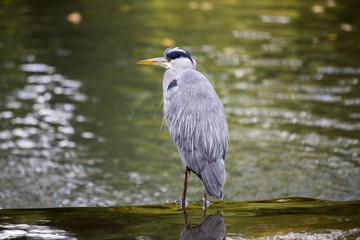 Grey Heron (Ardea cinerea)