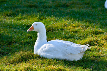weiße Gans liegt im Gras