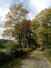 Feldweg und Waldweg für die Landwirtschaft und Forstwirtschaft im Herbst am Rand des Teutoburger Wald in Oerlinghausen bei Bielefeld am Hermannsweg in Ostwestfalen-Lippe