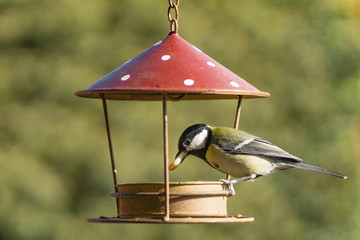 Vogelfütterung Meise