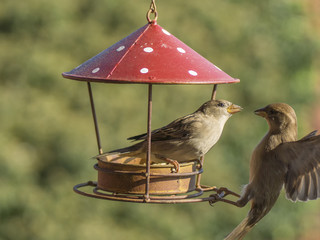 Vogelfütterung Spatzen