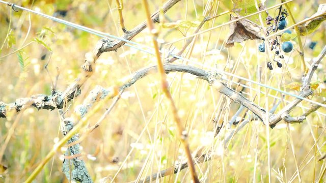 alter weingarten im herbstlicht mit blauen weintrauben
