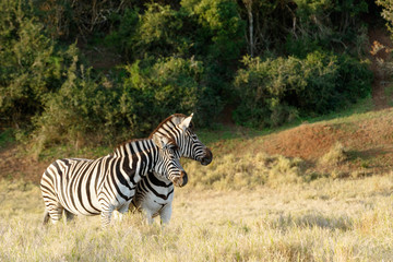 Fototapeta na wymiar Burchell's Zebra in a filed
