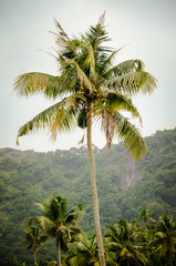 Fototapeta na wymiar A view of a coconut tree in the morning with a small water fall in the background at Adoormala, Idukki, Kerala, India