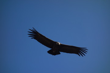 Condor in flight
