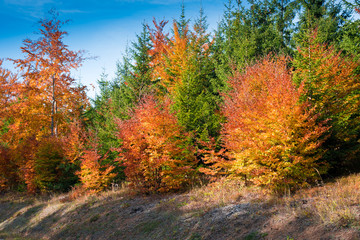 Colorful autumnal impressions from the Rosalia Region in Burgenland in Austria.