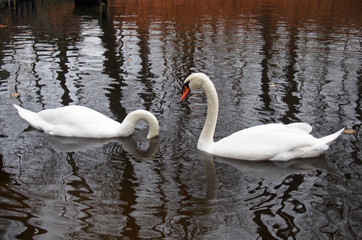 Naklejka premium Couple of white swans swim in an autumn pond