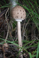 Macrolepiota procera