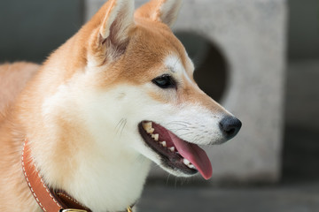Shiba dog 