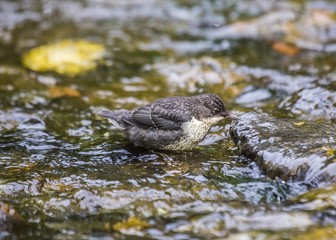 Dipper (Cinclus cinclus)
