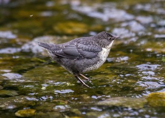 Dipper (Cinclus cinclus)