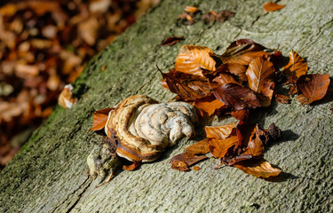 Baumpilz im Herbst