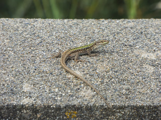 Little lizard