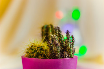 cactuses
