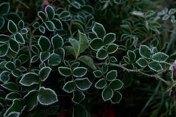 green Bush covered with frost in the garden