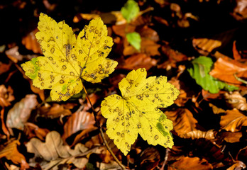 Herbstwald