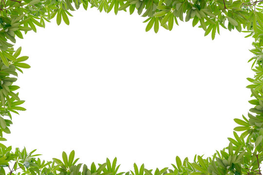 Beautiful Green leaves frame on white background.